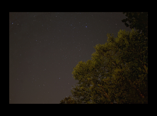 night lit trees fanning from lower right corner into starry night sky