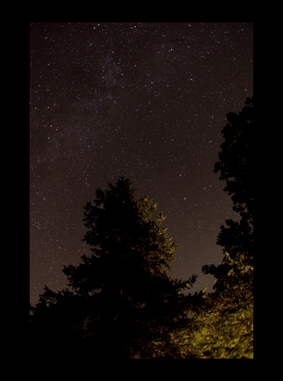sidelit trees and blazing stars