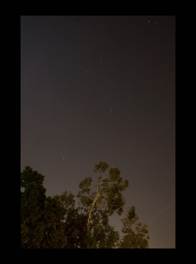 nightlit distant tree arching into night sky with stars