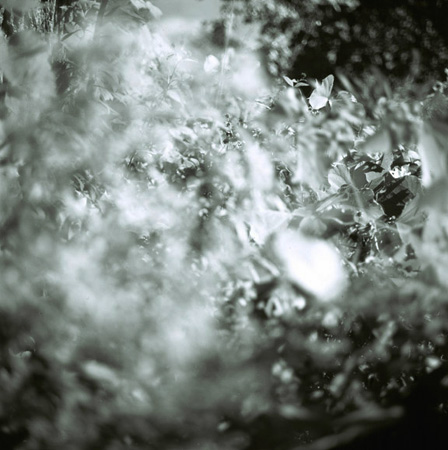 cloudybushco