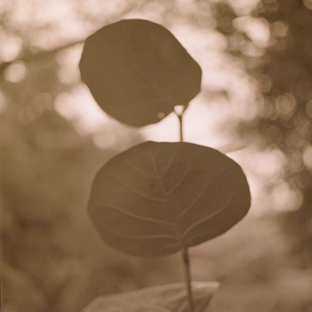 leafoverleafmonochr