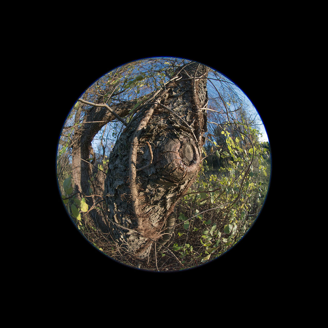 tree eye sculpture